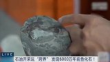 油田版三星堆宝藏上新了 江苏油田发现6000万岁鱼化石