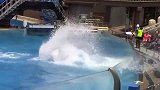 海洋世界虎鲸表演现场，这货太皮了，把观众全弄湿了！