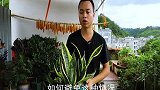 虎皮兰的虎纹慢慢退化？学会一个预防方法，还有变美方法