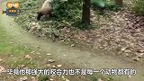 女孩不小心掉进熊猫窝，危急时刻时，3只大熊猫举动笑喷众人