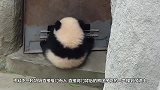 小熊猫越狱被奶妈撞个正着，接下来熊猫妈妈的举动，让人笑岔气