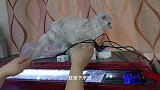 捡到流浪猫差点掉进食人鱼缸，这货营养不良掉毛严重，巨爆真凶呀