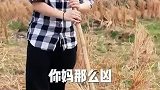 趁我妈不在家，来煨地豆烤红薯吗？回忆小时候的味道