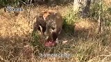 猎豹收养落单小狒狒，避免其被鬣狗吃掉，小狒狒是幸运还是不幸