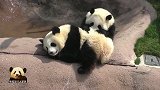 熊猫宝宝不想孤单卖萌，干脆把小姐妹拉下水，樱浜：我太难了！