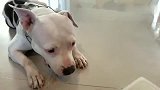 爱吃西瓜的比特犬，吧唧吧唧吃的真过瘾