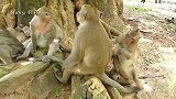 新猴王谈恋爱很浪漫，没有简单，粗暴