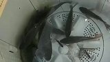 拿洗衣机装鱼还是第一次见