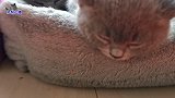 全家猫咪睡午觉，主人把小花猫放在胖公猫身旁，猜猜它是什么反应