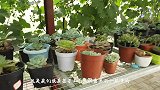 聊点别的！这种形状各异多肉，你喜欢吗？