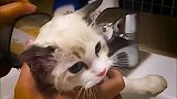 布偶猫你来到东北，洗澡这块必须安排的明明白白！