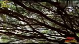 冷酷猎手巨蝰遭遇克星，眨眼功夫变猎物，下场忒惨