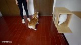 3只柯基第一次见猫却惨遭吊打！狗：还拍，赶紧救我呀！