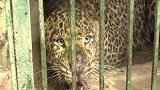 印度：捕获一只“食人豹” 疑似月初杀死4岁小女孩