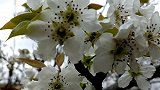 梨花一枝春带雨