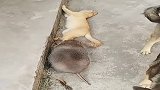 鼠兄你干嘛啊，一只猫咪怕老鼠怕成这样看它那怂样，真是笑死了
