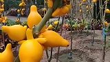 大棚里无意拍到，这一幕让我开眼了，这是什么果子