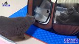 猫爸爸产房外偷看新出生小奶猫，遭到母猫怒视，猫爸的反应太怂了