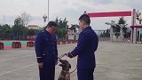 训导员退出消防救援队伍，搜救犬苦追1公里不愿离开。