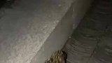 路上碰到小刺猬，在拐角处迷茫了