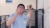 大狗的牵引绳怎么选