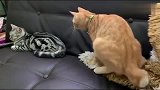 橘猫后面偷袭狸花猫，搞笑的是偷袭还在发抖，真怂!