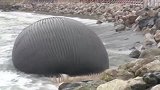 这种生物死了比活着还危险，只要放松警惕，分分钟“夺命”！