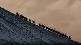 “美丽中国行”之探访三江源：多杰队长的生命树