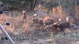鬣狗野狗一起围攻羚羊，不料羚羊毫不退缩直面迎战，结局是这样