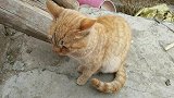 小黄猫整天溜溜达达，生活无忧无虑，自由自在