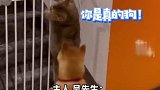 狗子心思很单纯？只是想被关时候有只猫咪能作伴！