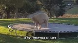 趁着主人不在，小羊偷偷玩蹦床跳跃，不愧是羊界中的二哈