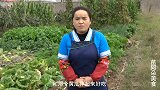 苗大姐香菜拌黄瓜，辣椒放太多，吃完嘴辣肿了