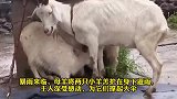 母羊护着小羊羔艰难避雨，母爱不分物种！