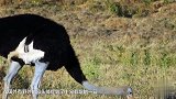 3只豹子捕猎鸵鸟 腿短有点追不上 差点让它跑了！
