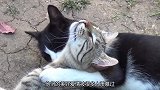 看见“绿茶猫”抱自己男友，橘猫不乐意了，网友吃醋了