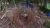 神奇的小鸟专挑宝石筑巢，如果你发现这鸟窝，说不定就发财了