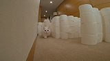猫咪如何跑出卫生纸迷宫，看看结果如何