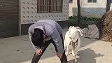 山羊和大哥表演节目，还能配合主人的节奏，真是让人大开眼界了！