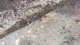 一千斤的蓬蓬需要用吊车装车，它被黑心老板说是野猪肉，你知道是什么猪吗？