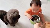 宝宝与狗不给狗狗喂饭小朋友就哭好奇他们是怎么沟通的!