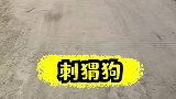 这家伙肯定又去草丛里溜达了，弄得跟刺猬一样