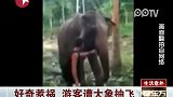 好奇惹祸 游客遭大象抽飞