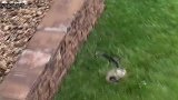 黑蛇闯进兔窝，兔妈妈为救孩子纵身一跃，镜头记录全过程