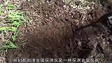 另类致富方法用金属探测仪可以扫到金币，一般人我不告诉他