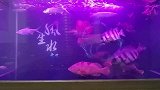 小明花三千块买鱼缸养了一缸漂亮的石斑鱼，这些鱼价值比鱼缸还贵