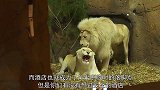 野生动物酒店，狗熊看你洗澡，鲨鱼在你床边！你敢住吗？