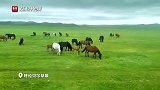 2024“遇见北疆”短视频采风活动｜被夏至后的内蒙古草原硬控60秒