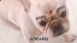 汪星人，你这妆谁给你画的呀，真漂亮