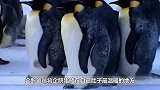 躲企鹅爸爸肚子底下的小企鹅，被赶了出去，和一群小企鹅抱团取暖